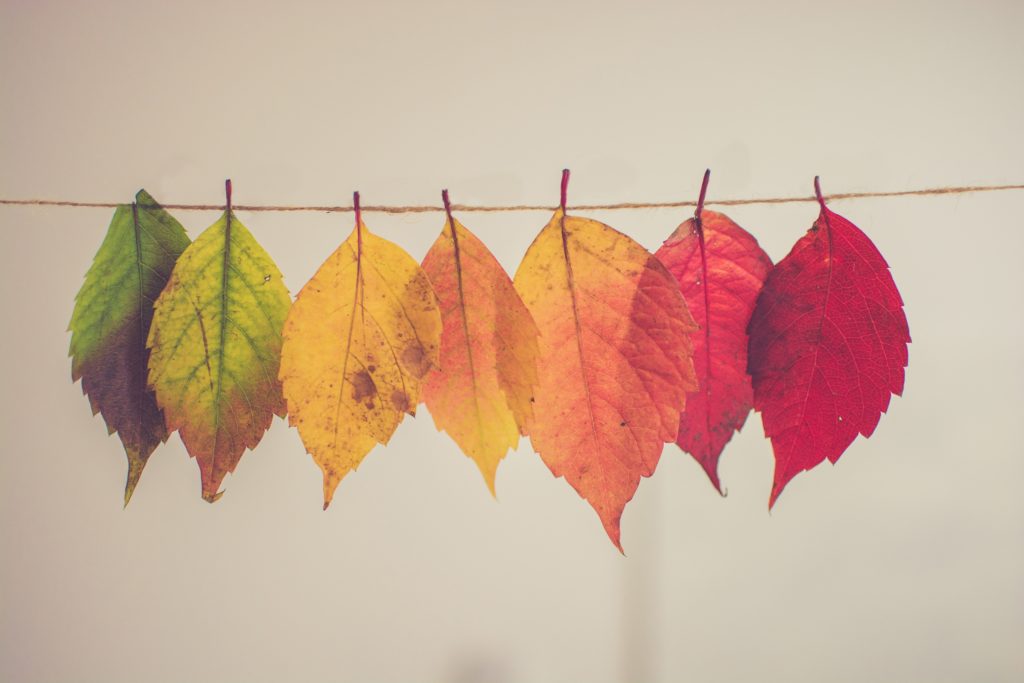 Autumn leaves in different colours drying on a line
