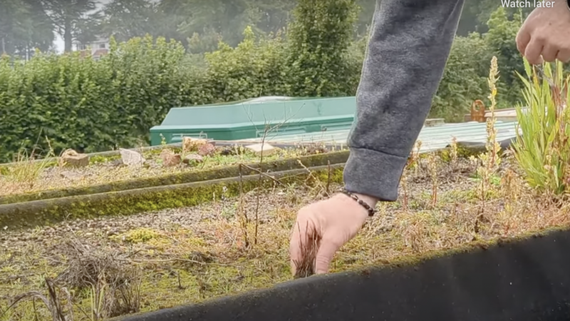 green roof