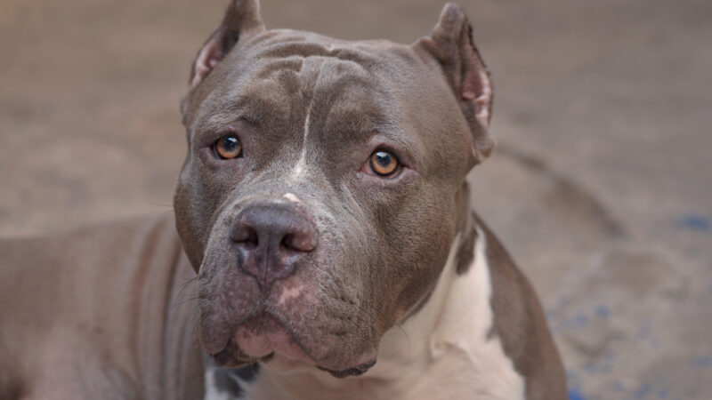example of a bully breed dog